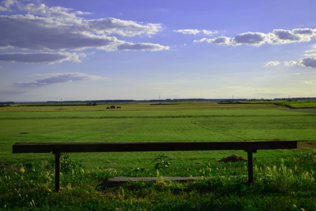 green grass field under blue sky during daytime